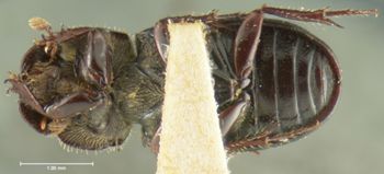 Media type: image;   Entomology 3735 Aspect: habitus ventral view
